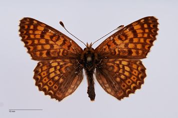 Vorschaubild Melitaea cinxia v. riloensis Züllich, 1936